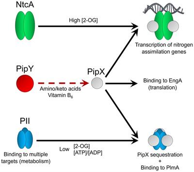 Pleiotropic effects of PipX, PipY, or RelQ overexpression on growth, cell size, photosynthesis, and polyphosphate accumulation in the cyanobacterium Synechococcus elongatus PCC7942